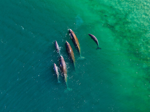 Aerial view of a pod of dolphins swimming in the clear turquoise waters of the fjord near Flateyri, Isafjardarbaer, Iceland.