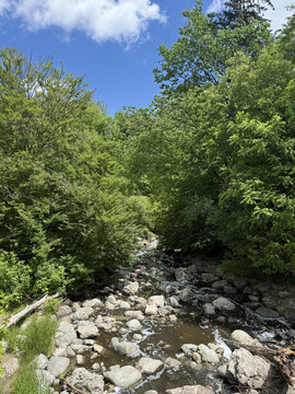 river in the woods