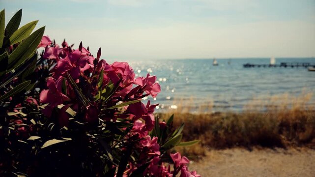 Pink Oleander Flowers Bush. Tropical Marine Plants Vegetation. Mediterranean Summer Resort Flora 