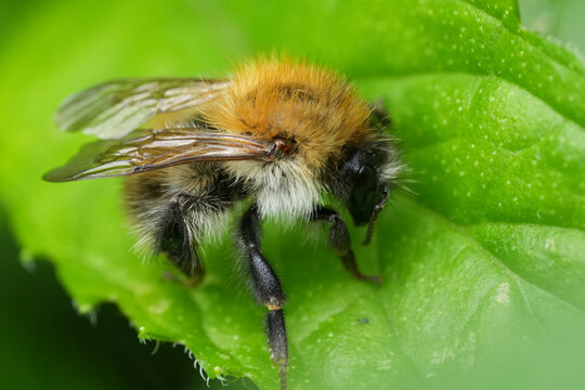 Closeup on a resting brown banded carder bee, Bombus pascuorum on a green leaf