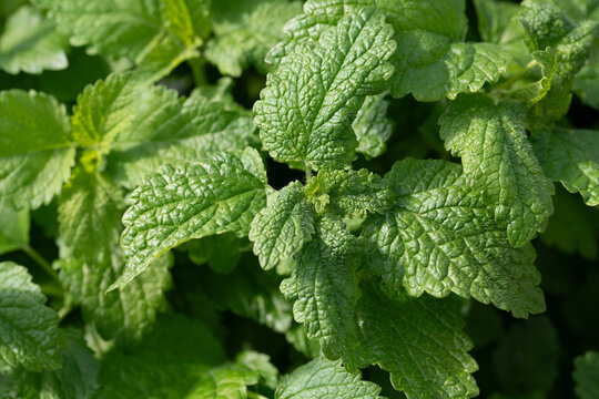Close-up of green lemon balm. The medicinal plant is photographed from above.