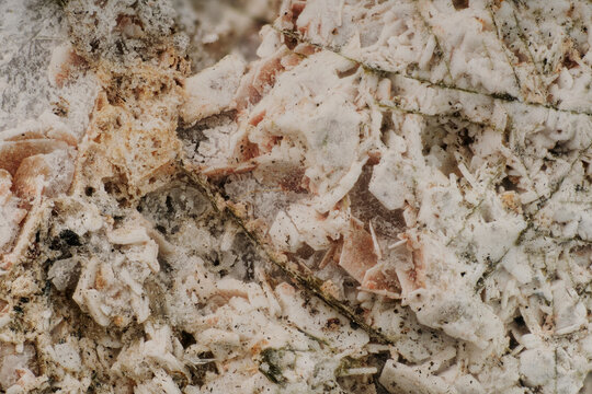 Macro image of Khibiny latticed natrolite vug captured with 5X microscope lens &mdash; boxwork mineral cavity, moss rhizoids, microfossil and mycelium