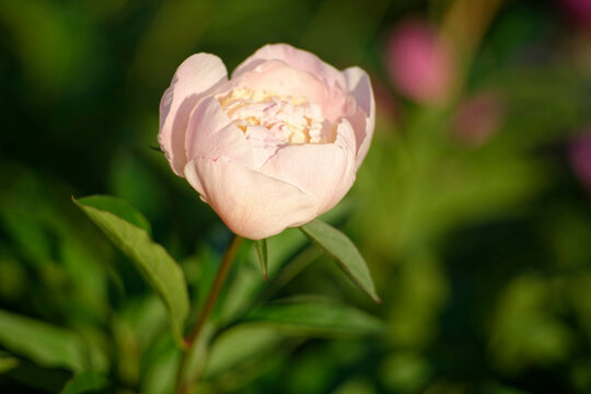 Macro close-up of a moody pink peony bud with soft focus in dramatic evening light