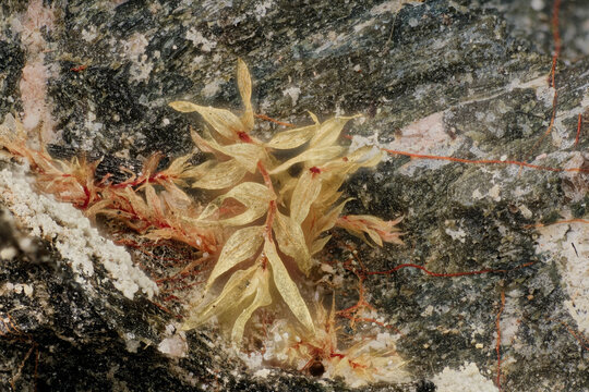 Macro image of Khibiny bryophyte moss with red stems and pointed leaves captured with 5X microscope lens &mdash; fungal mycelium and bioerosion