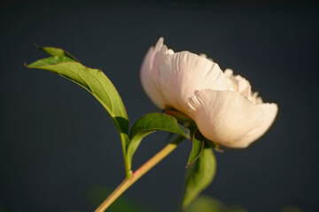 Macro close-up of a moody white peony on stem with soft focus and copy space © Digital Photo