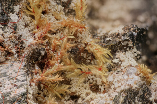 Macro image of bryophyte moss and crustose lichen decomposing dark aegirine mineral &mdash; biogeochemical erosion, fungal mycelium and interspecific competition