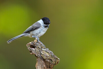 czarnogłówka (Poecile montanus) © Grzegorz