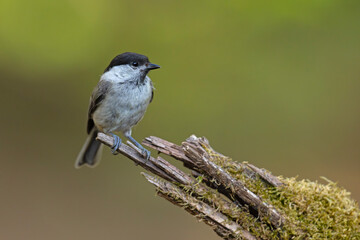 czarnogłówka (Poecile montanus) © Grzegorz