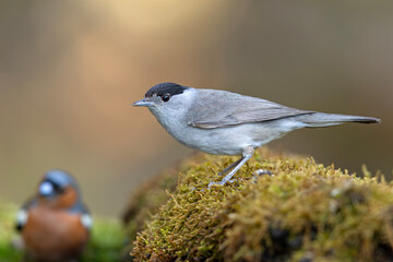 kapturka, pokrzewka czarnołbista (Sylvia atricapilla) © Grzegorz
