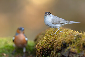 kapturka, pokrzewka czarnołbista (Sylvia atricapilla) © Grzegorz