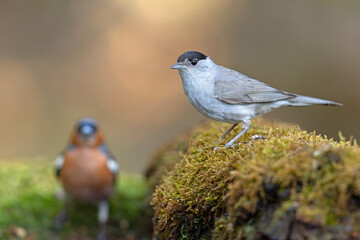 kapturka, pokrzewka czarnołbista (Sylvia atricapilla) © Grzegorz