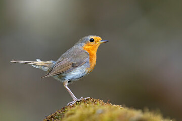 rudzik (Erithacus rubecula) © Grzegorz