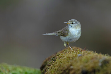 piecuszek (phylloscopus trochilus) © Grzegorz