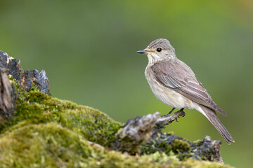 muchołówka szara (Muscicapa striata) © Grzegorz