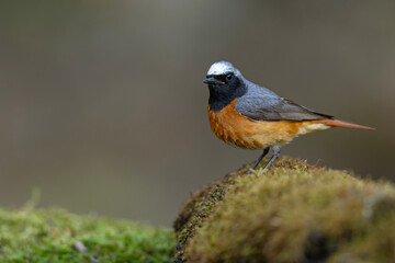 Pleszka (Phoenicurus phoenicurus) © Grzegorz
