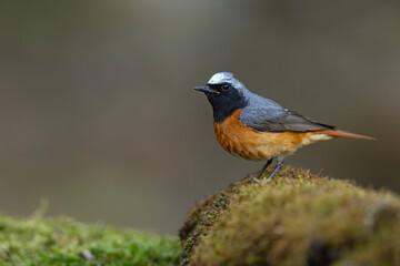 Pleszka (Phoenicurus phoenicurus) © Grzegorz