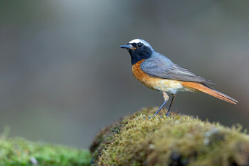 Pleszka (Phoenicurus phoenicurus) © Grzegorz