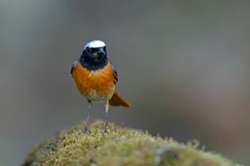 Pleszka (Phoenicurus phoenicurus) © Grzegorz