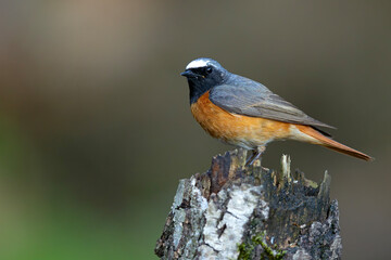 Pleszka (Phoenicurus phoenicurus) © Grzegorz