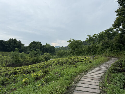 path in the forest