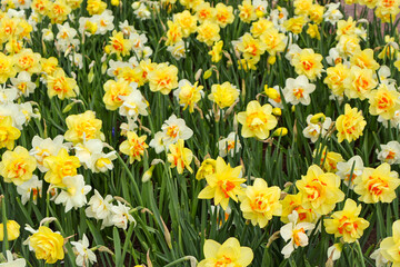 Fototapeta premium field of yellow narcissus. Double Daffodils Flowers Field Background.