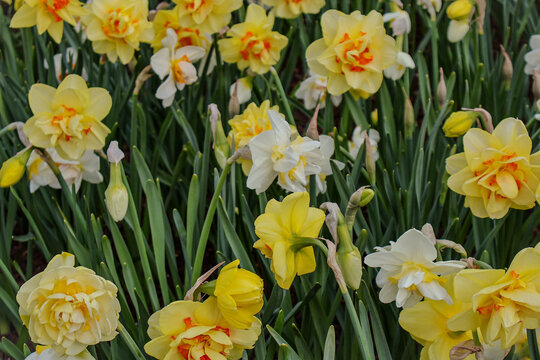 daffodils in spring ,  Double Daffodils Flowers Field Background. 