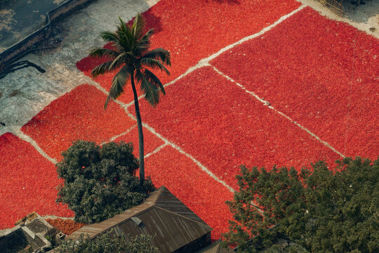 Aerial view of vibrant red chilies spread out to dry on rooftops, surrounded by lush green trees and a palm tree in Bogura, Rajshahi Division, Bangladesh.