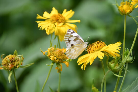 White Checkerspot Butterfly on Golden Crownbeard
