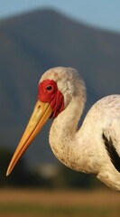 Fototapeta premium Close-up white stork profile with bright yellow beak and red face. Bird stands against blurred mountains under soft natural light. Avian creature looks to side with intense eye.