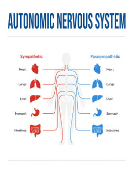 Autonomic Nervous System Sympathetic vs Parasympathetic Chart, Clean medical illustration of the autonomic nervous system showing sympathetic and parasympathetic pathways connected to major organs.