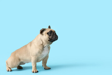 Obraz premium Cute French bulldog on blue background