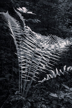Monochrome image of a fern leaf spreading in the shade of the forest, Polypodiopsida, Konstanz, Baden-Wuerttemberg, Germany