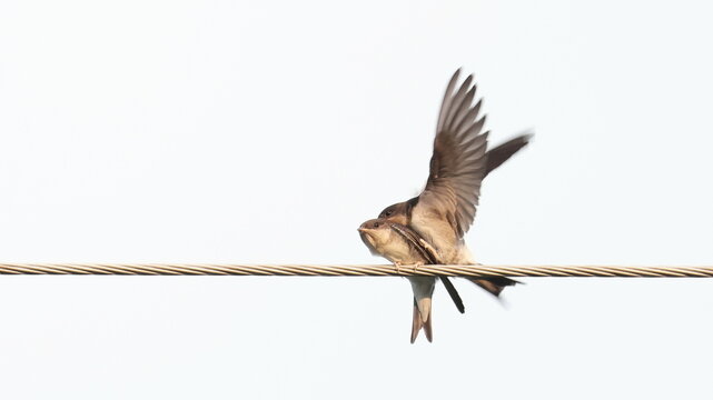 House martin and Red-rumped swallow on wire, Delichon urbicum and Cecropis daurica, birds of Montenegro