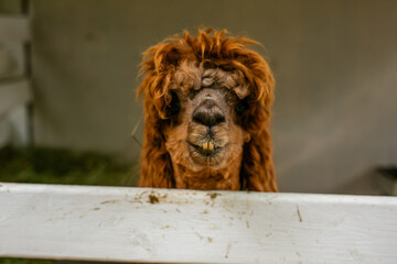 Fototapeta premium Close up portrait of brown alpaca with shaggy orange wool behind white fence.