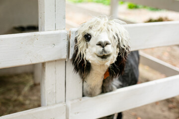 Fototapeta premium Black and white alpaca with curly hair looking through white wooden fence.