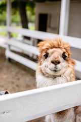 Fototapeta premium Brown alpaca with fluffy orange hair looking over white wooden fence in farm enclosure.