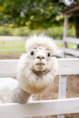 Fototapeta premium White alpaca close up looking over white wooden fence with fluffy face and soft blurred background.