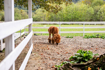 Fototapeta premium Brown alpaca standing in sandy paddock near white fence and green plants.