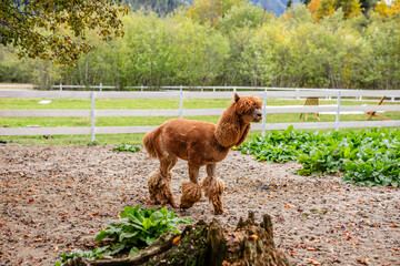 Fototapeta premium Brown alpaca standing in sandy paddock near white fence and green plants.