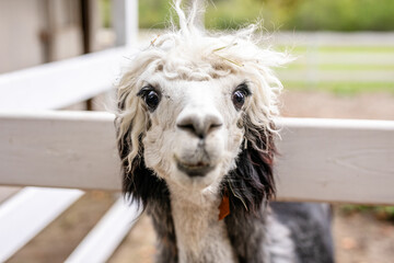 Obraz premium Black and white alpaca with curly hair looking through white wooden fence.