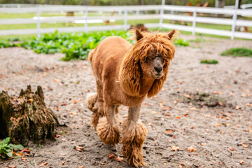 Fototapeta premium Brown alpaca standing in sandy paddock near white fence and green plants.