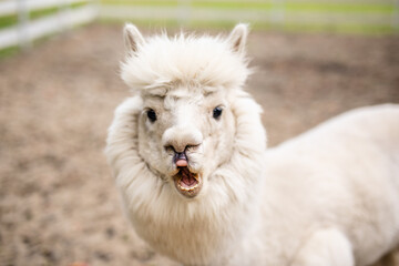 Fototapeta premium White alpaca close up looking over white wooden fence with fluffy face and soft blurred background.