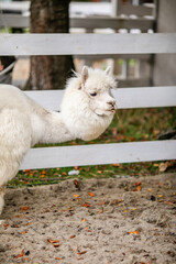 Fototapeta premium White alpaca grazing beside white fence in sandy outdoor paddock