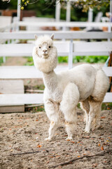 Obraz premium White alpaca grazing beside white fence in sandy outdoor paddock