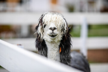 Obraz premium Black and white alpaca with curly hair looking through white wooden fence.