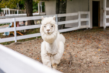 Fototapeta premium White alpaca grazing beside white fence in sandy outdoor paddock