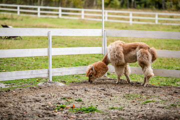 Obraz premium Brown alpaca standing in sandy paddock near white fence and green plants.