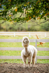 Obraz premium White alpaca standing in sandy paddock with blurred farm background and white fence.