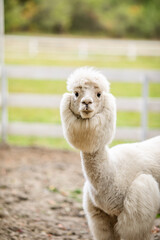 Fototapeta premium White alpaca standing in sandy paddock with blurred farm background and white fence.