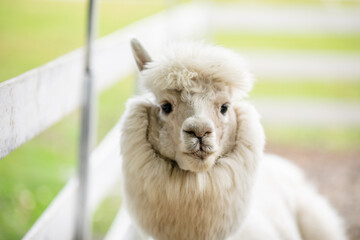 Fototapeta premium White alpaca standing in sandy paddock with blurred farm background and white fence.